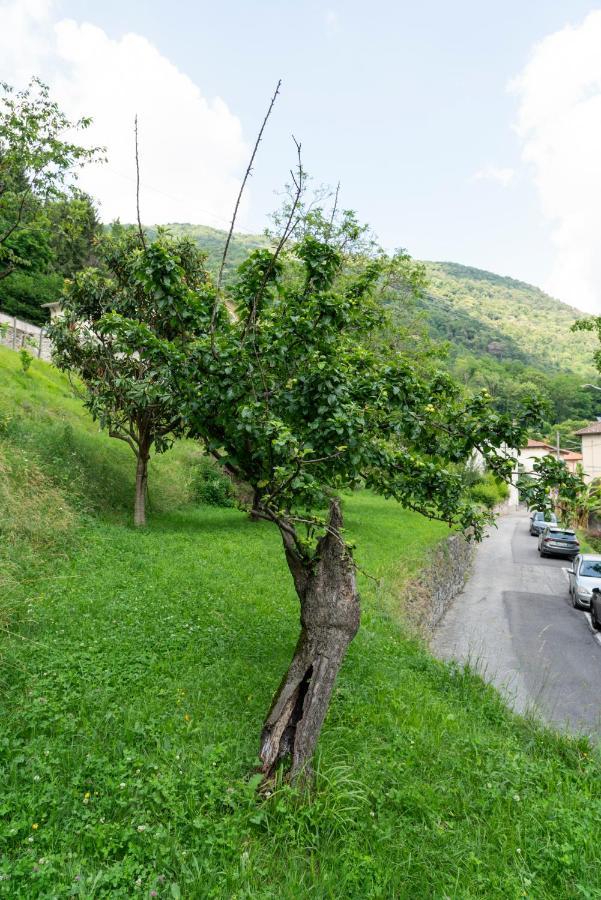 Lago Maggiore A 10 Minuti "Cascina Lavanda" Casalzuigno Exterior photo